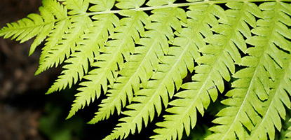 fern.jpg
